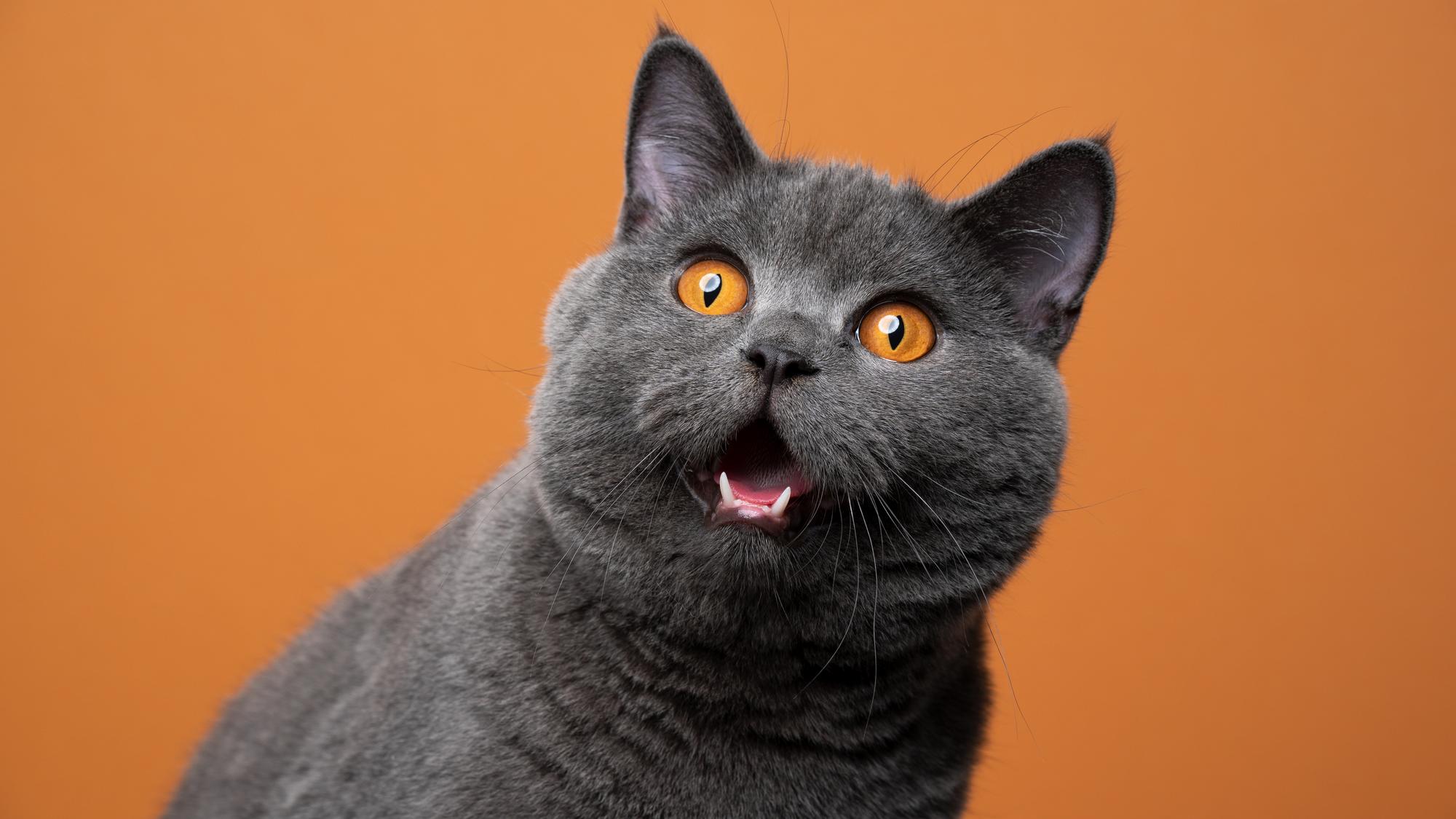 Je vaša mačka psychopatka? Pravdepodobne áno. Vedci odhalili metódu, ako to  rýchlo zistiť | Obkec.sk