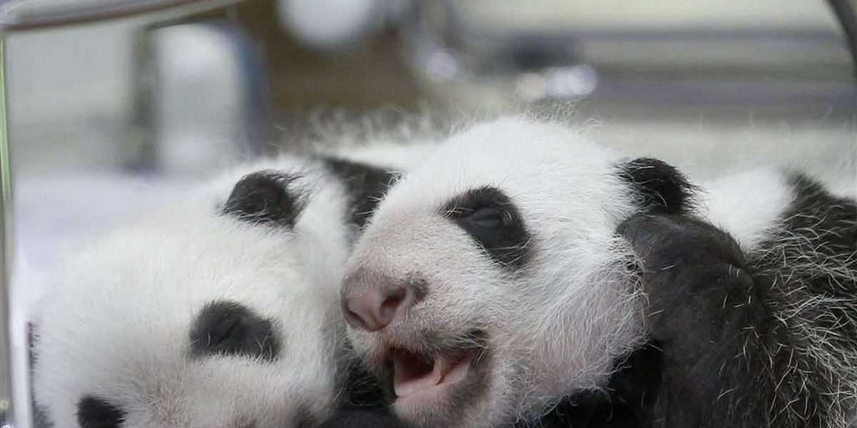 Urodziły się pandy-bliźniaki! FOTY