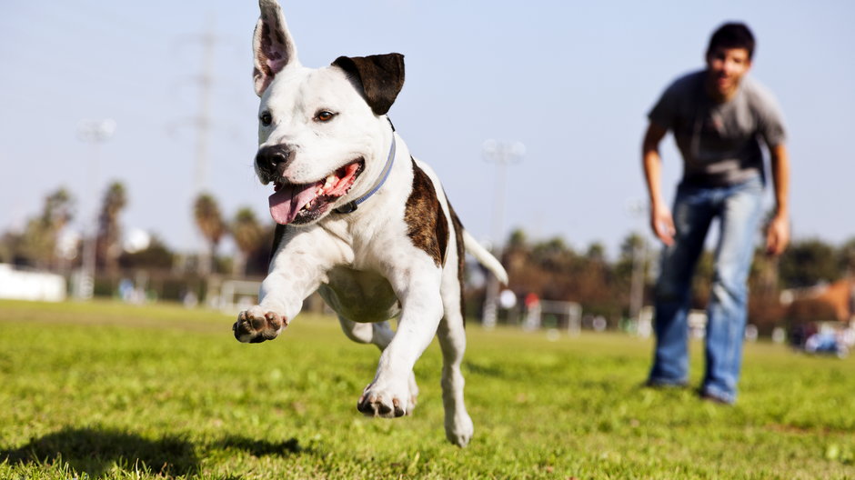 Uciekający pies to spory problem dla właścicieli - eldadcarin/stock.adobe.com