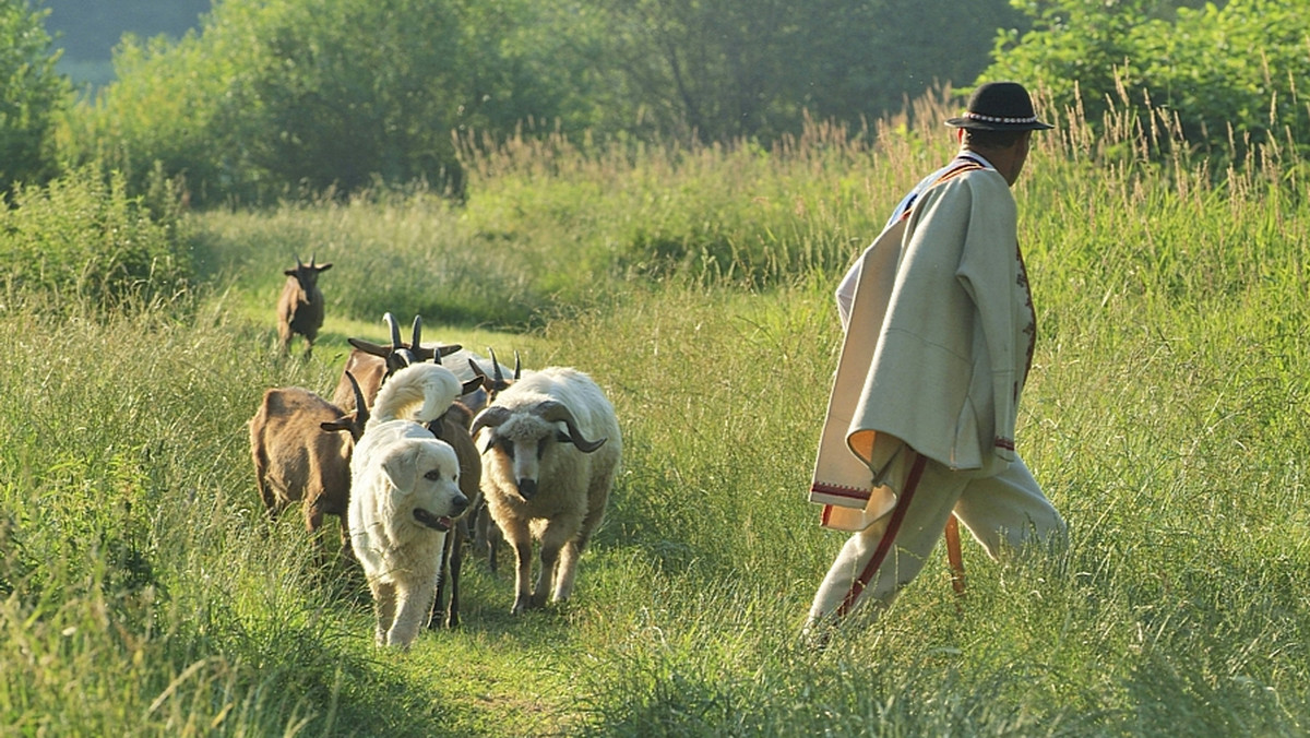 Trzy owczarki podhalańskie przekazała w czwartek organizacja ekologiczna WWF Polska bacom wypasającym owce na terenie Tatrzańskiego Parku Narodowego. Psy, oprócz pilnowania stad przed wilkami, mają przywrócić tradycyjny krajobraz górskich hal.