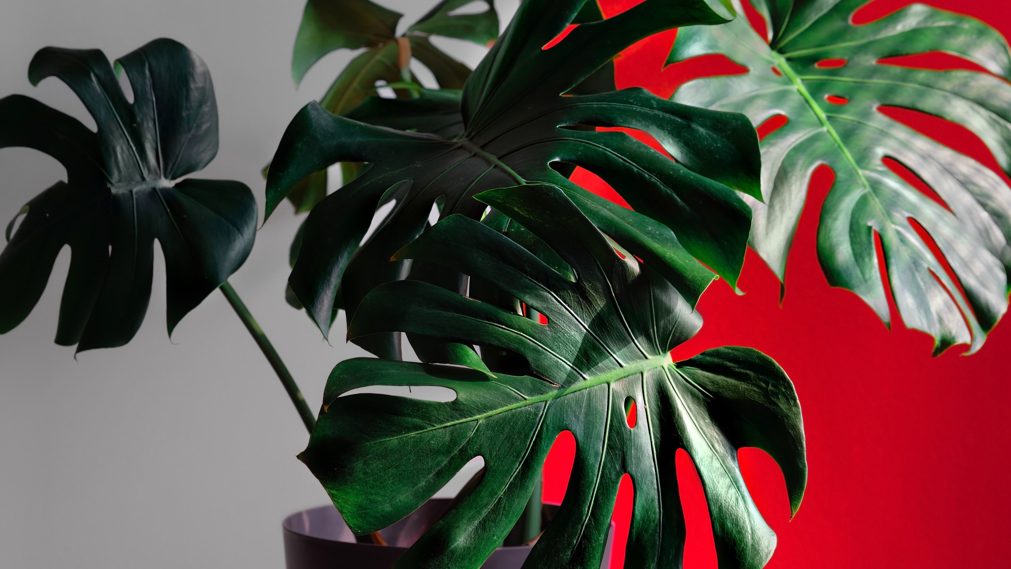 Monstera vyžaduje správne podmienky.