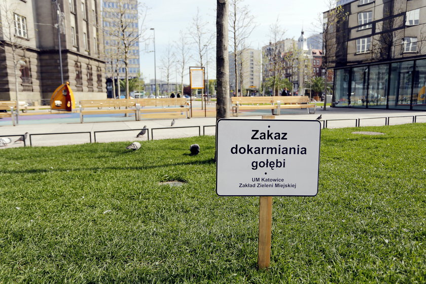 Katowice. Plaga gołębi na rynku