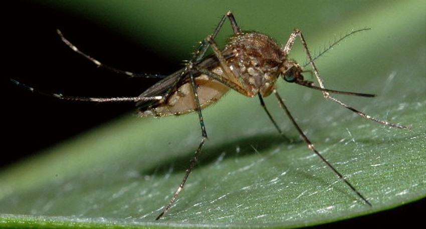 Komarac iz roda edes