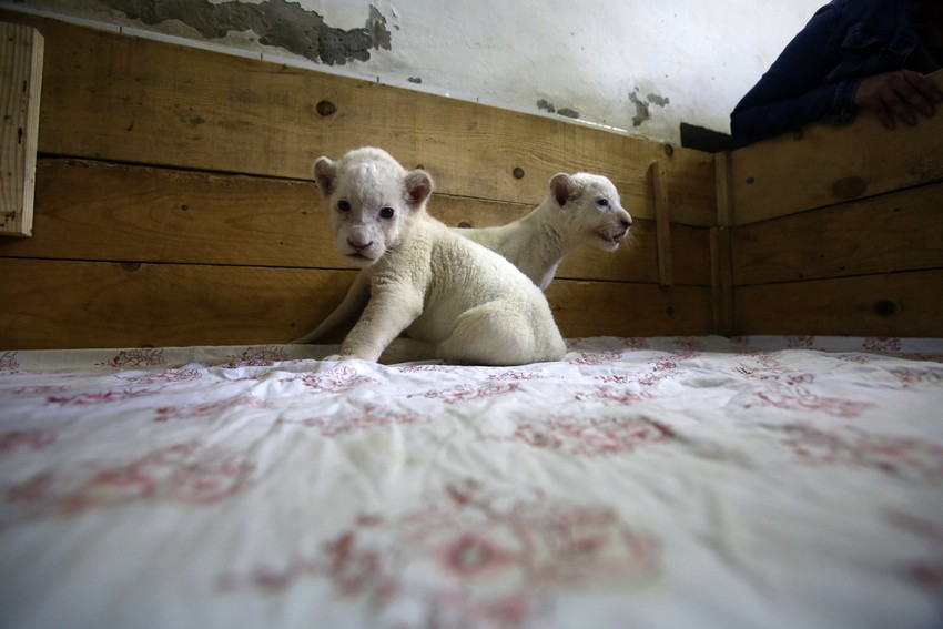 Beli lavići iz srpske prestonice