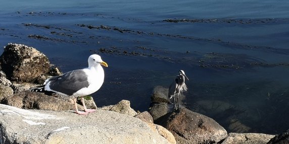 Morro Rock