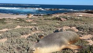 A sea lion mother after scientists equipped her with a video camera.Nathan Angelakis