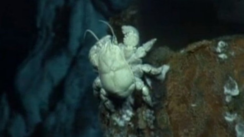 Krabe Dejvid Haselhof: Hrane tako što "uzgajaju" bakterije na dlakavom prednjem delu