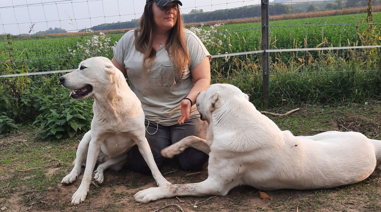 Roxána állítja, megfelelő törődés, gondosság, tudatos nevelés mellett családszerető, szelíd kutyák lesznek a hatalmas állatokból