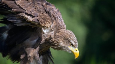 Przyrodnicy zaobrączkowali 10 piskląt orła bielika. Teraz będą śledzić jak ptaki dorastają