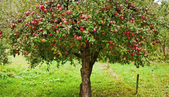 Jabuke koje uvozimo prskaju se do 24 puta, ali to ne znači i da je najopasnije voće