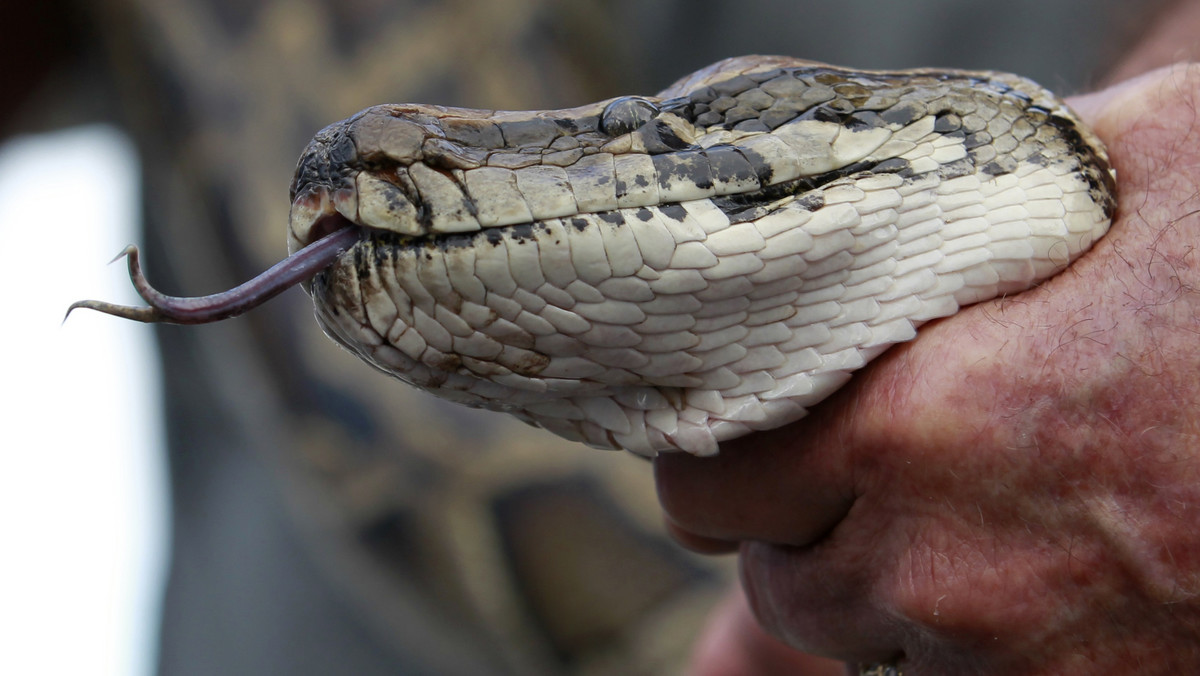 Na Florydzie, w Miami, rozpoczął się konkurs "Python Challenge". Zginęło już 30 węży - pytonów birmańskich. Organizatorzy zapewniają, że zabijanie węży nie jest celem konkursu.