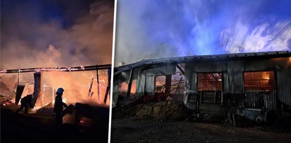 Krowy zrywały się z uwięzi. Rozpaczliwa ucieczka z płonącej stodoły. "Całkowite spalenie"