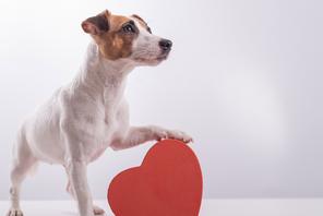 Does your dog truly love you? Science has the answer