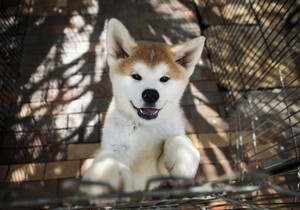 akita foto profimedia-0369097189