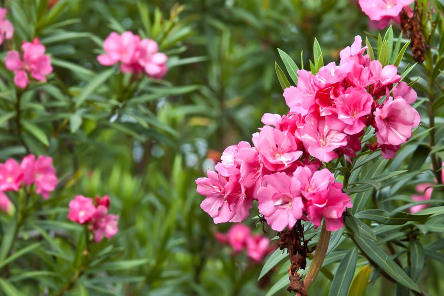 Oleander zawiera trującą substancję, której spożycie może skończyć się zaburzeniem pracy serca, a w najgorszym przypadku śmiercią - sapgreen/stock.adobe.com