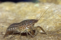 Marbled Crayfish