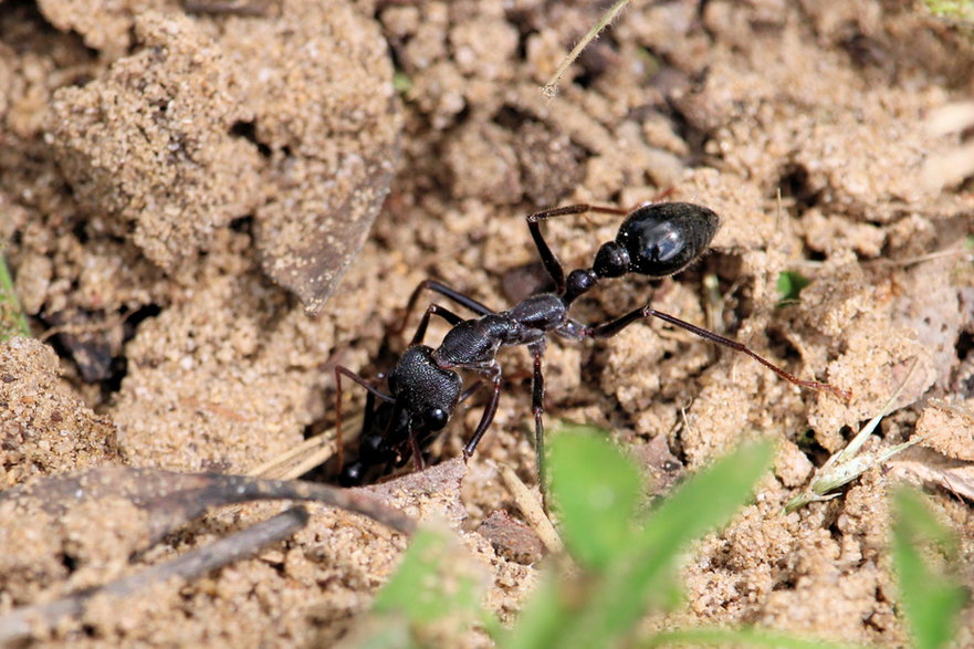 Mrówka Myrmecia pyriformis