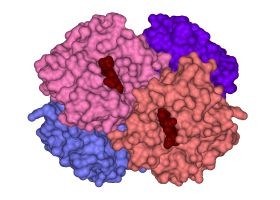 porphyria-d00000B10387a661f825b