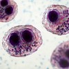 Citomegalovirus je veoma čest virus iz porodice herpes virusa