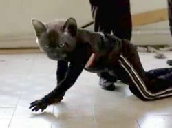 Kot ninja chodzi w dresie i diluje rybami