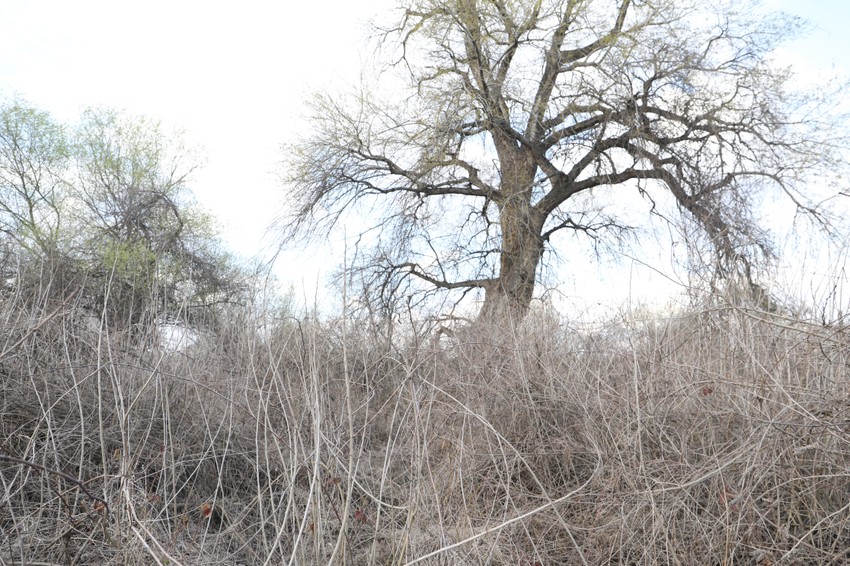 Šipražje kroz koje je Mane prošao