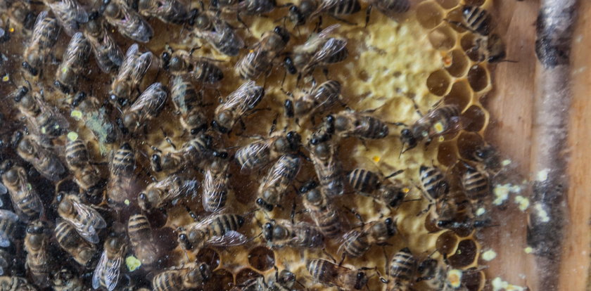 Pszczoły zabiły 70 - latka!