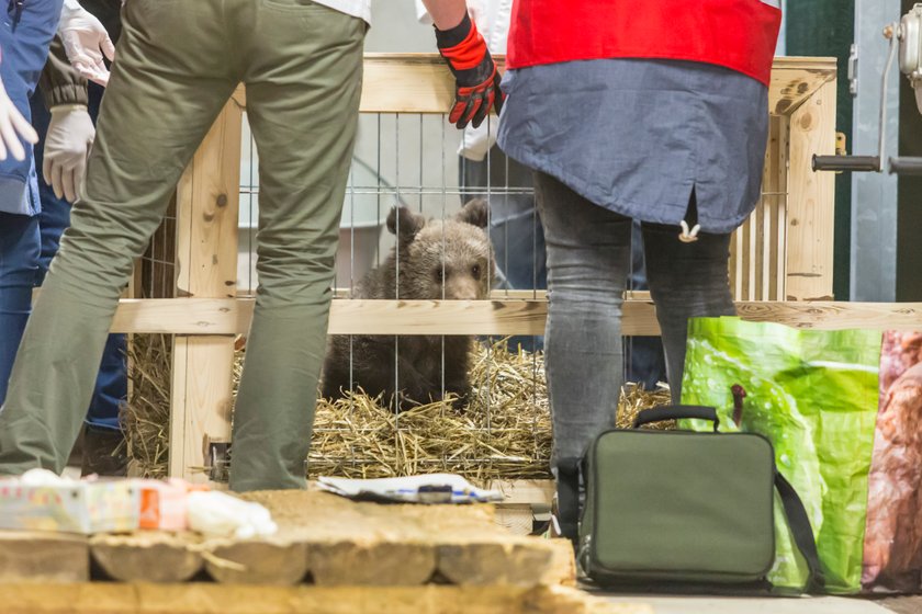 Niedźwiedzica Cisna zamieszkała w poznańskim Zoo