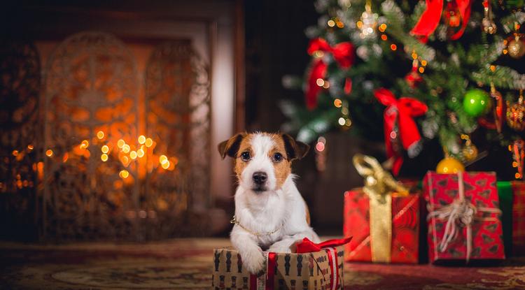 Erre ügyelj karácsonykor, ha kutyád van Fotó: Getty Images