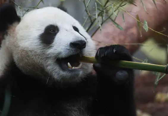 Pierwsze pandy wielkie w polskim ZOO. Czy trzymanie zwierząt w niewoli wciąż ma sens? [WYWIAD]