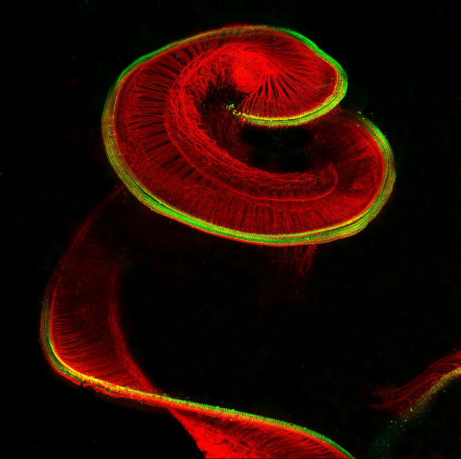 Komórki rzęsate (czerwone) i neurony (zielone) przedstawiają budowę ślimaka (części wewnętrznej ucha) u szczura.