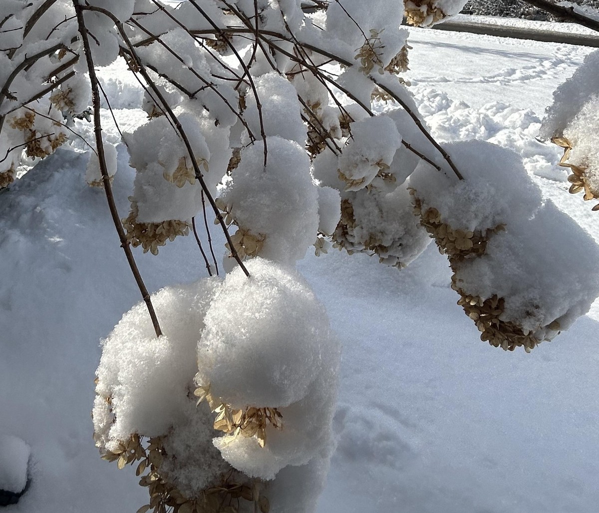 Zrób to z hortensjami w styczniu i lutym, inaczej nie zakwitną