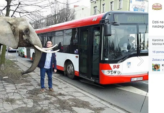 Słoń na ulicach śląskich miast promuje cyrk. Aktywiści: "Jesteśmy zdruzgotani bezmyślnością opiekunów słonicy"