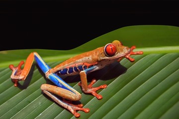 Vörös béka kék lábakkal: gyönyörű színes, ám mérgező kétéltű Costa Rica és Panama esőerdei fajai közül.
