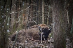 Żałoba u zwierząt. Ekspertka: W przeżywaniu emocji są do nas bardzo podobne