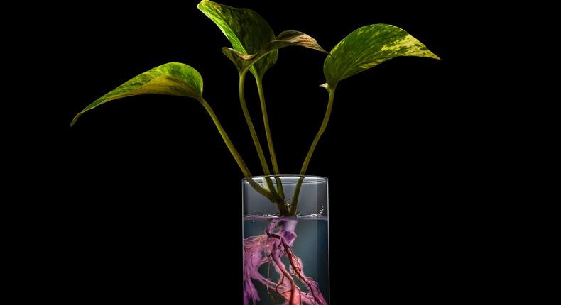 Billions of pollution-eating bacteria thrive around the roots of Neo P1, the first houseplant bioengineered to reduce indoor air pollution.Neoplants