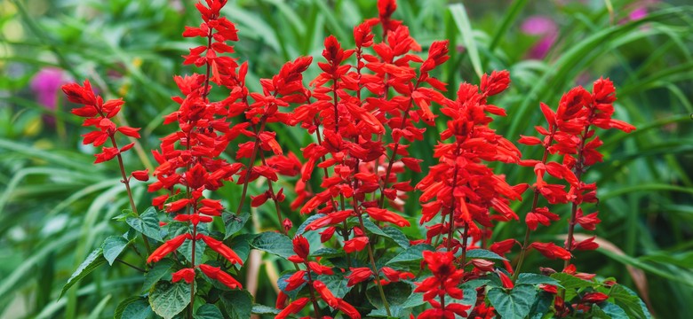 Zasiej już w lutym. Latem zachwyci kwiatami