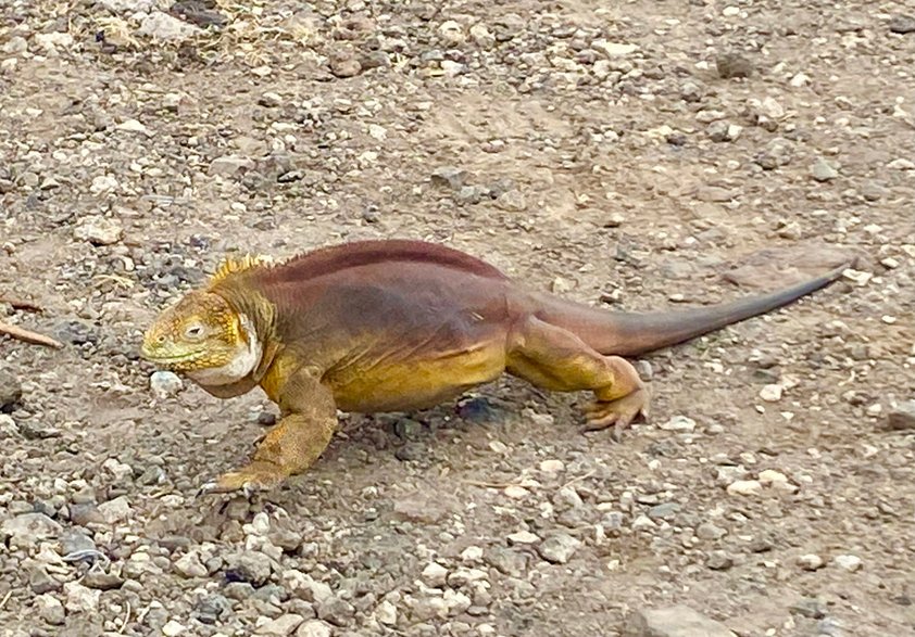 Iguana ma zawsze pierwszeństwo.