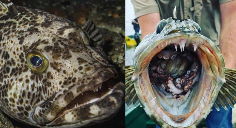 Pacific lingcod, a fish with 555 loses up to 20 everyday & grows them back immediately