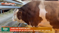 Bik Jablan