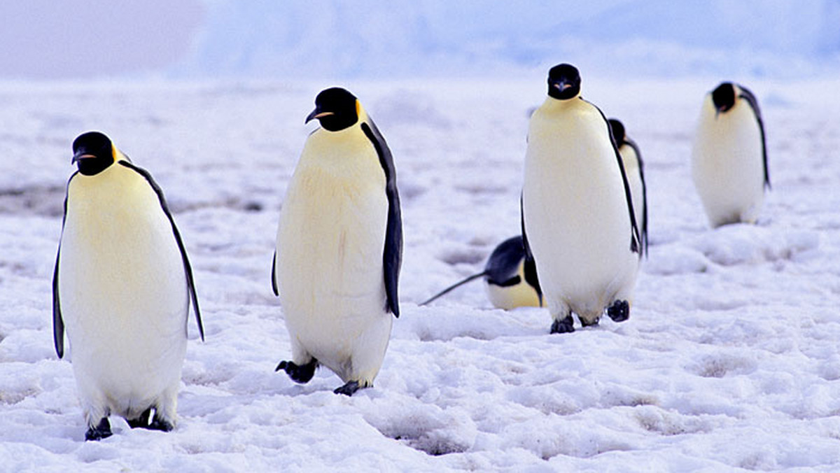 Antarktyda: drastyczny spadek populacji pingwina cesarskiego