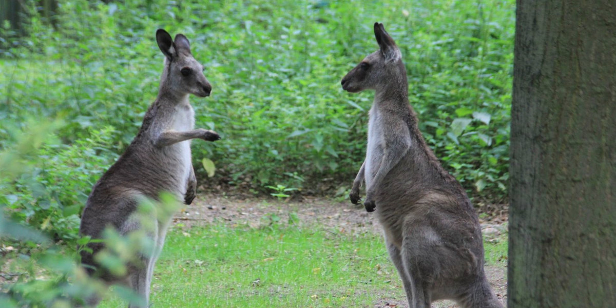 kangury zoo poznań