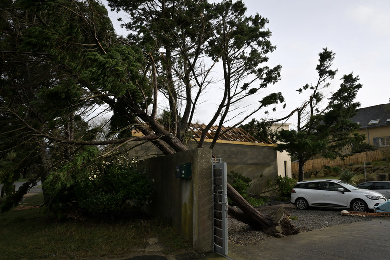 We Francji silny wiatr wyrywa drzewa z ziemi
