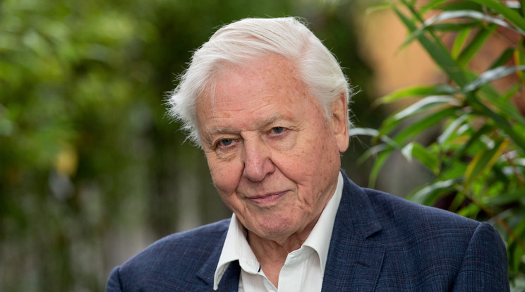 David Attenborough mindent megosztott amit akart, ezért távozik az Instagramról / Fotó: Northfoto