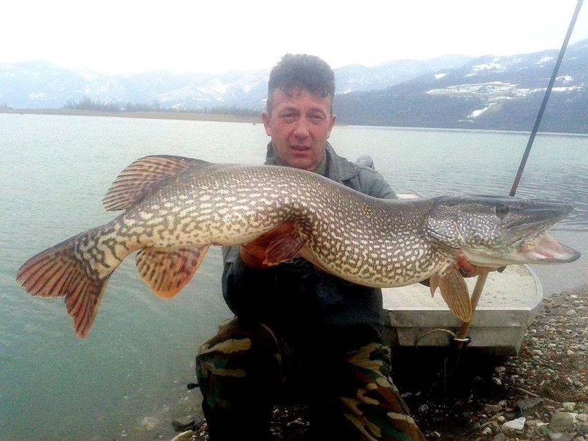 Miodrag Ćirić lovio smuđa, a zakačio ogromnu štuku