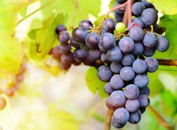 Polska potęgą w produkcji wina? "Interesujący punkt na mapie Europy"