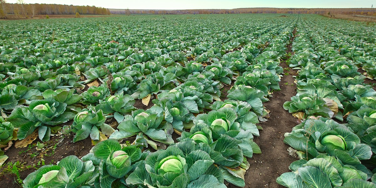 Pan Witold ma około 100 ton kapusty na polu. Nie da rady jej sprzedać, liczy, że samozbiór pomoże. Zdjęcie ilustracyjne.