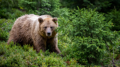 Postrzelony niedźwiedź na Słowacji. Trwa obława