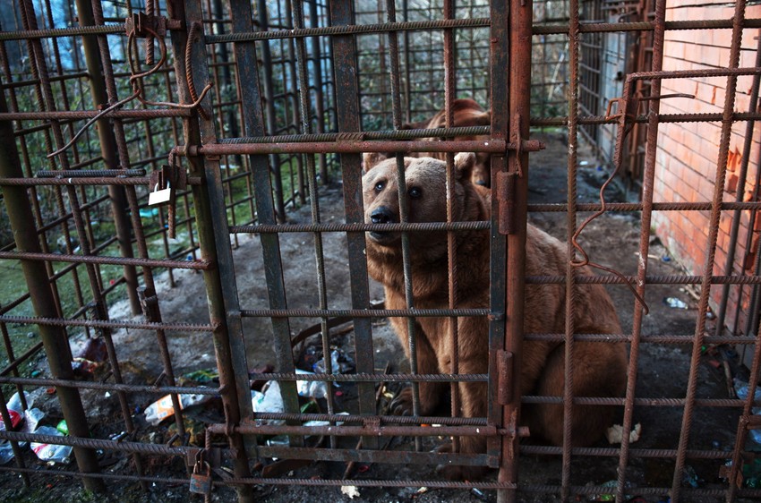 Medvedi su živeli 20 godina u ovom kavezu