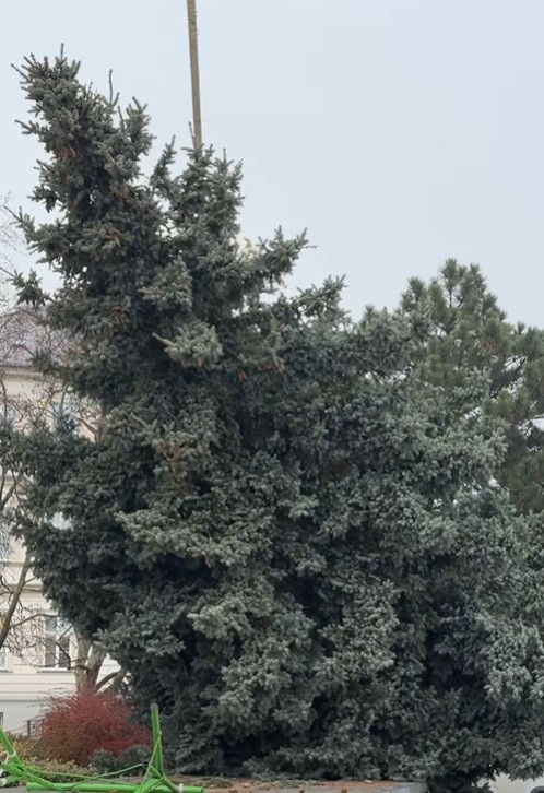 Pred prezidentským palácom už stojí vianočný stromček. 