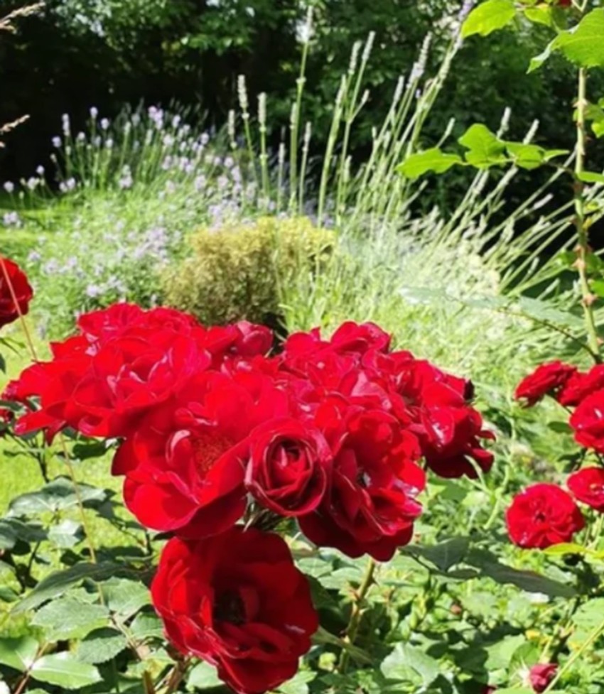 Kuća Danice Maksimović